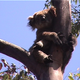 Image for article titled Stop your carbon spew or the koala is road kill
